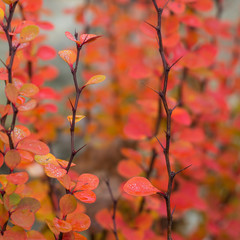 Berberis thunbergii ‘Orange Rocket’  in autumn is very nice