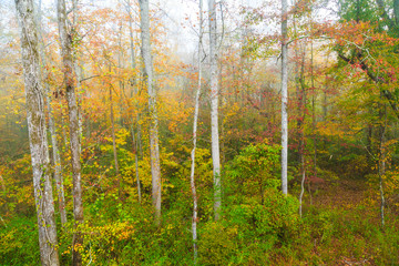 Autumn Woods in Fog
