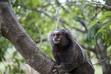 Seidenäffchen in Rio