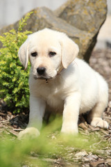 Beautiful creme labrador puppy