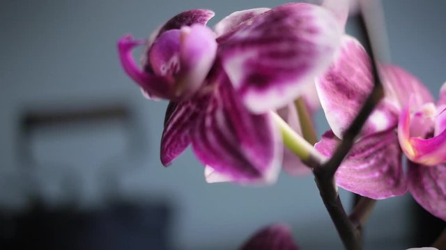 Carrello su orchidea rosa acceso
