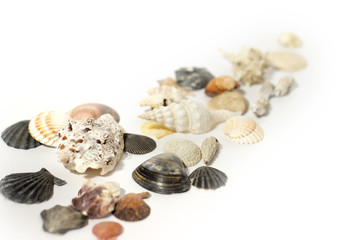 Shells on white isolated