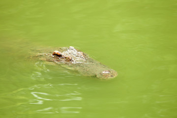 Crocodile in the green swamp swimming and sunbathing