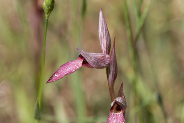 Flower of a tongue orchid (Serapias lingua)