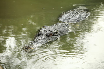 Crocodile in the green swamp swimming and sunbathing