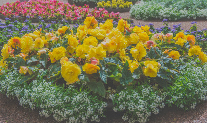 flowerbed of yellow flowers Sunny day in the Park