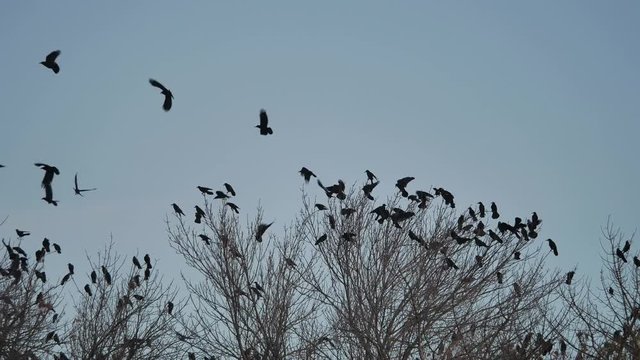 flock of birds taking off from a tree, a flock of crows black bird dry tree