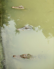 Crocodile in the green swamp swimming and sunbathing