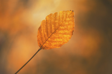 Fototapeta na wymiar Close up Autumn Leaf background.