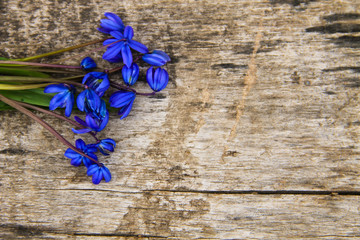 Blue scilla flowers (Scilla siberica) or siberian squill on wooden background