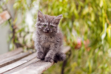 Naklejka na ściany i meble Little gray kitten sitting on a bench in the rain