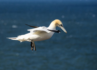 Gannet