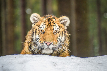 tiger, siberian tiger(Panthera tigris altaica)