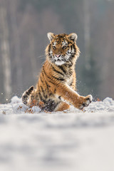 tiger, siberian tiger(Panthera tigris altaica)