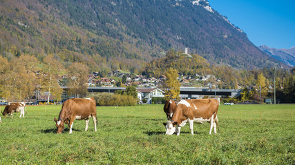 Fototapeta na wymiar Beautiful of Alps mountain and cattle and at Autumn in Interlaken canton, Switzerland