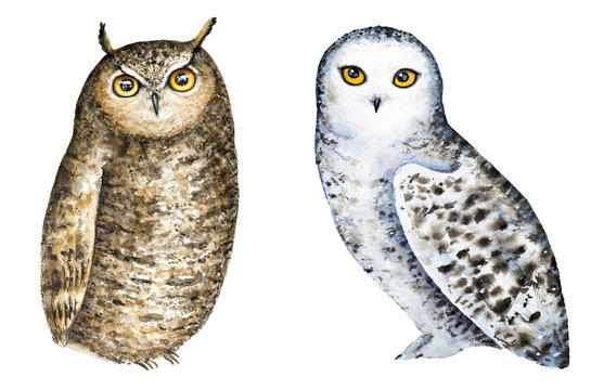 Set of two different owls, white snowy owl and brown great horned. Hand painted watercolour illustration, isolated, white background. Clip art images. Lovely, friendly, little characters. Front view.