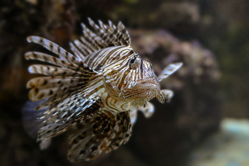 Fototapeta na wymiar Feuerfisch