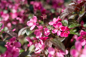 Flowering branches of decorative apple tree - selective focus