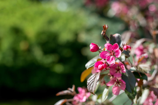 Flowering branches of decorative apple tree - selective focus