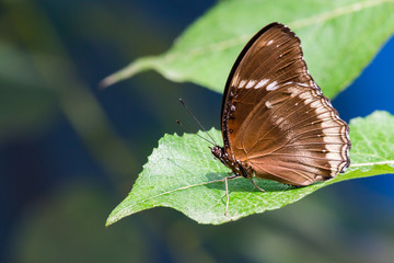 Fototapeta na wymiar Blue butterfly close up detail