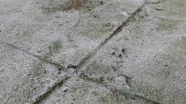 video closeup ants walking, traffic and working on concrete .