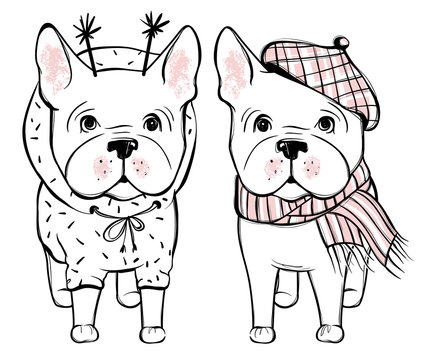 Cute vector dog in winter clothes. Fashion French bulldog puppy.