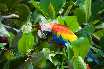 Peroquet - Costa Rica © Nicolas GILBERT