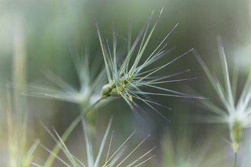 Ovate goatgrass (Aegilops geniculata)