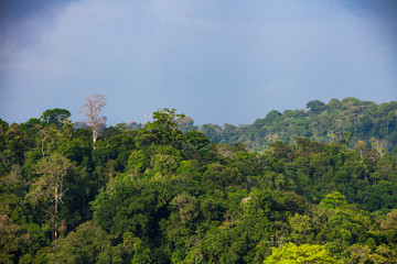 Canop&eacute;e - Costa Rica