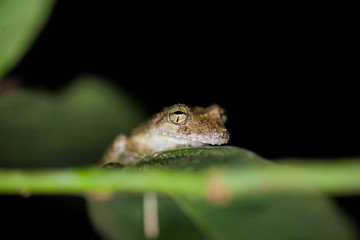 Grenouille - Costa Rica