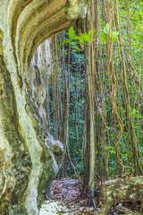 Naklejka premium Aufnahme eines Urwaldpfades in der thailändischen Region Krabi mit hoher Felswand und herabhängenden Lianen fotografiert tagsüber im November 2013