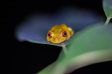 Grenouille - Costa Rica