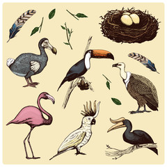 hand drawn vector realistic bird, sketch graphic style, set of domestic. griffon vultures, cockatoo parrot. rhinoceros hornbill, toco toucan, flamingo and extinct species. moa, dodo and feather. © artbalitskiy