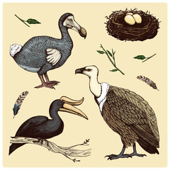 extinct species birds, griffon vultures, rhinoceros hornbill. moa, dodo and feather. engraved hand drawn in old sketch, vintage style for label. branches of trees and feathers. © artbalitskiy