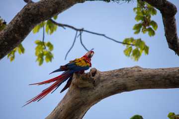 Peroquet - Costa Rica