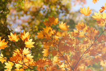 Naklejka na ściany i meble Maple leaf , Maple leaves, discolored leaves.