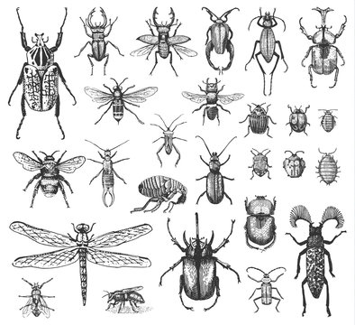big set of insects bugs beetles and bees many species in vintage old hand drawn style engraved illustration woodcut.