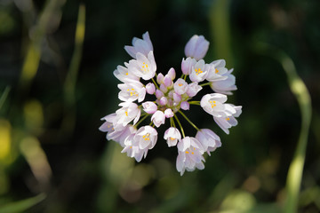 Rosy Garlic (Allium roseum)