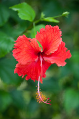 inflorescences d'alpinia - Costa Rica