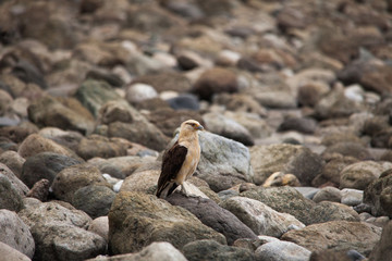 Aigle - Costa Rica