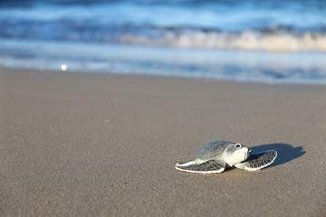 Turtle on Beach