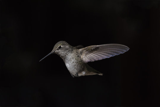 Annas Hummingbird (Calypte Anna) In Flight