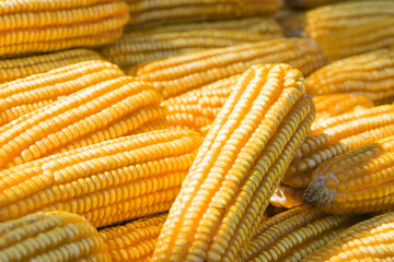 Fototapeta na wymiar Dry gold corn isolated food background.close up yellow dried corn for background, dried corn for popcorn of animal feed.