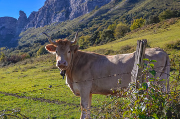 cow