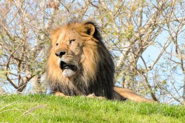 Obraz premium Close up Lion