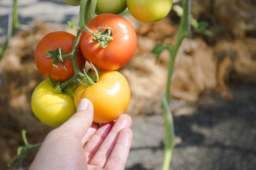 Tomatoes plants,Ripe organic tomatoes in garden ready to harvest,Ripe natural tomatoes growing on a branch in a greenhouse.