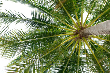 Obraz na płótnie Canvas Coconuts palm tree perspective view from floor high up