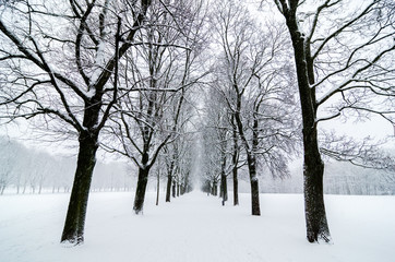 Fototapeta na wymiar Tree alignment in Vigeland Park Oslo. Snow covered. Inspiration disenig