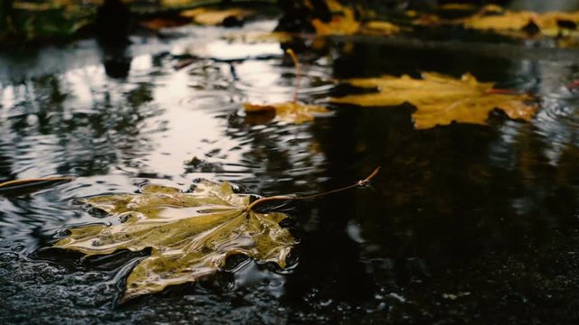 rain drops falling at the puddle with the yellow maple leaves