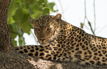 African Leopard (panthera pardus) resting on a large branch in south luangwa national park, zambia